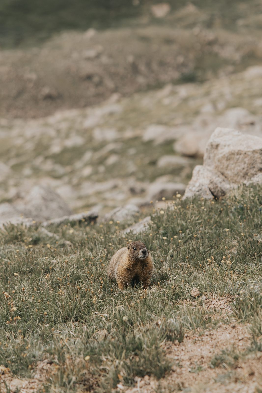 A marmot